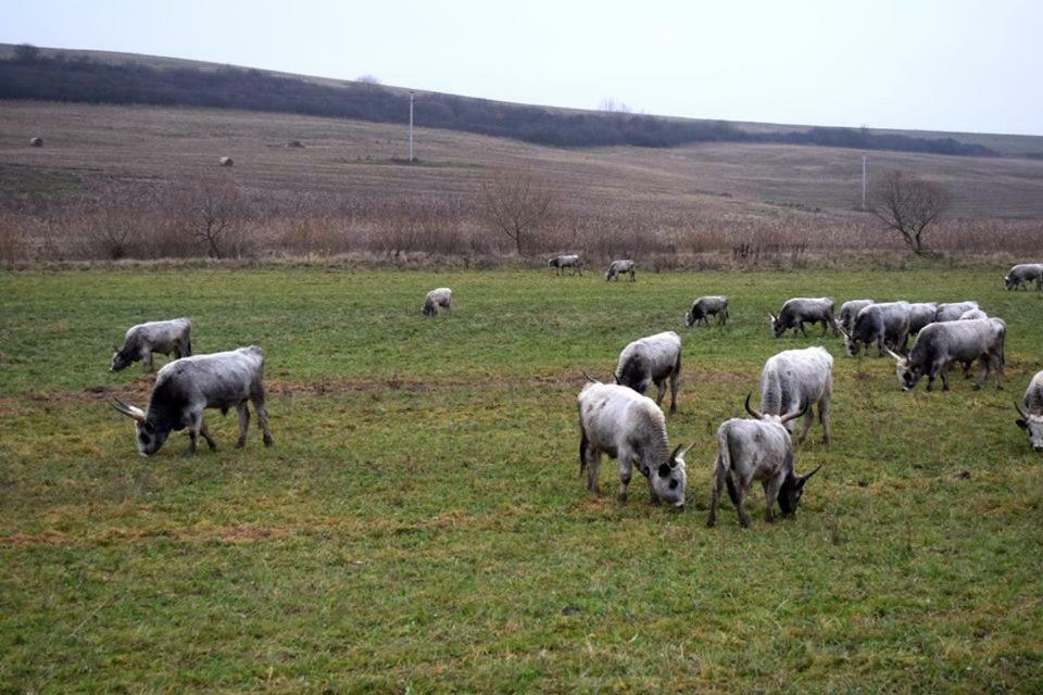 Martonyi Erdőszéli Vendégház Exterior foto